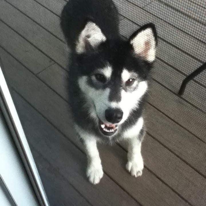 Malamute with dark mas on a porch