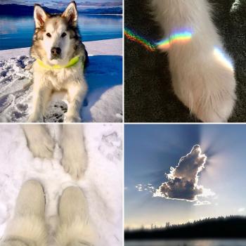 A composite image of Chico, Chico's paws, and the sun behind a cloud