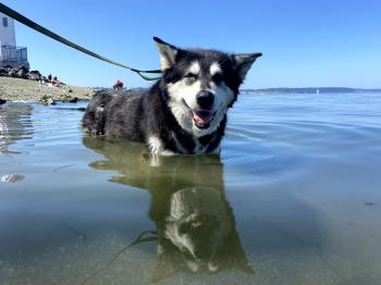 Picture of Shasta in a lake