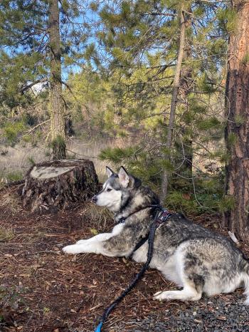 Picture of Kiia in the woods