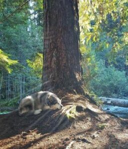 Luna under a big tree