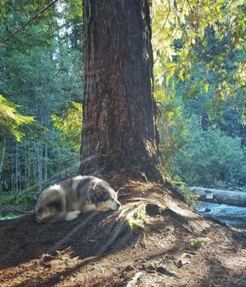 Luna under a big tree