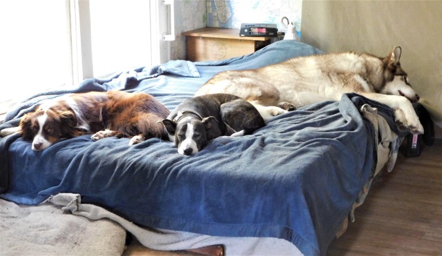 Three dogs on a bed