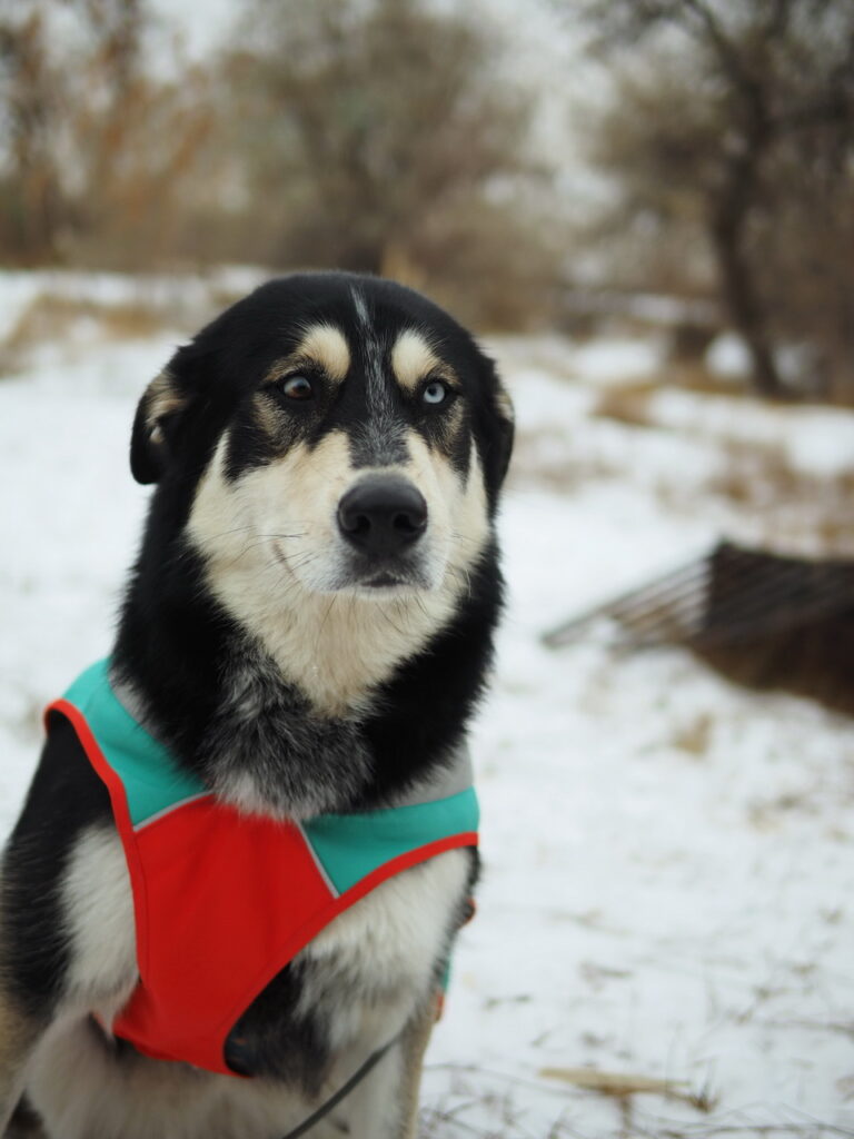 Malamute with dark mask in red harness