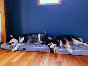 Two malamutes on two dog beds