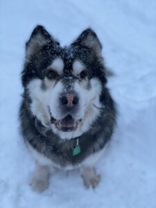 Malamute sitting in the snow