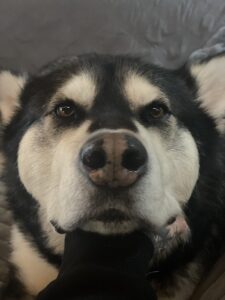 Close up of a malamute face