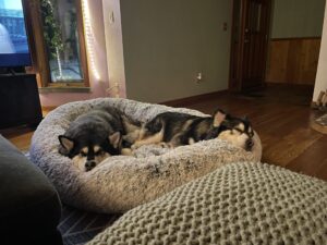 Two malamutes sharing a dog bed