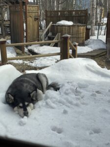 A malamute laying in the snow