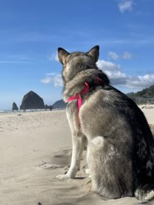 Malamute at Cannon Beach