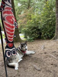 Malamute laying on the ground beneath a flag