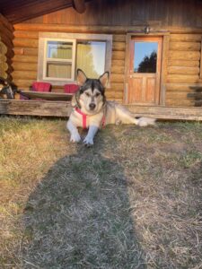 Malamute laying on the ground in front of a cabin