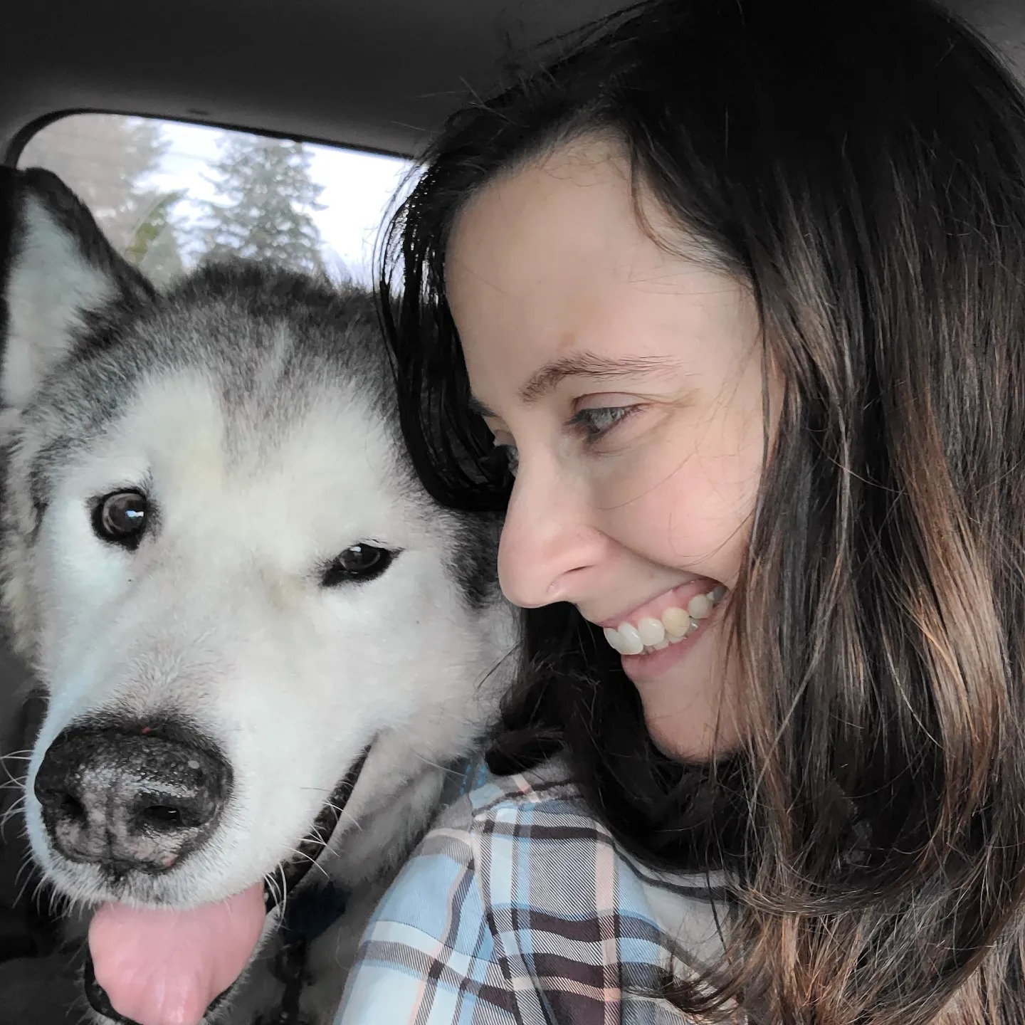 White faced malamute with human in a car