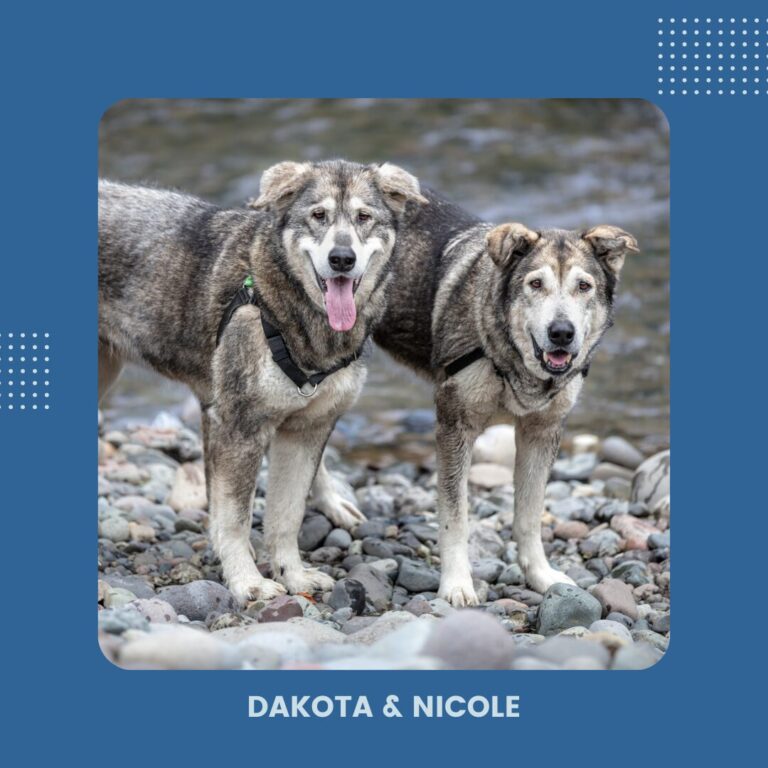 Picture of malamutes Dakota and Nicole