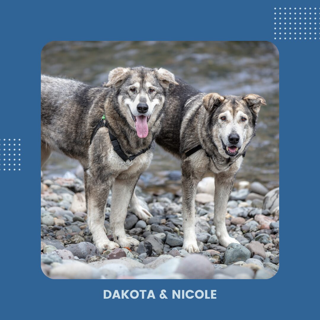 Picture of malamutes Dakota and Nicole