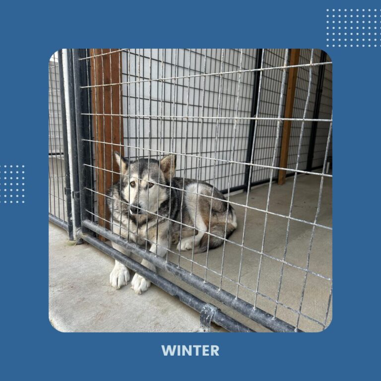 Image of Malamute Winter