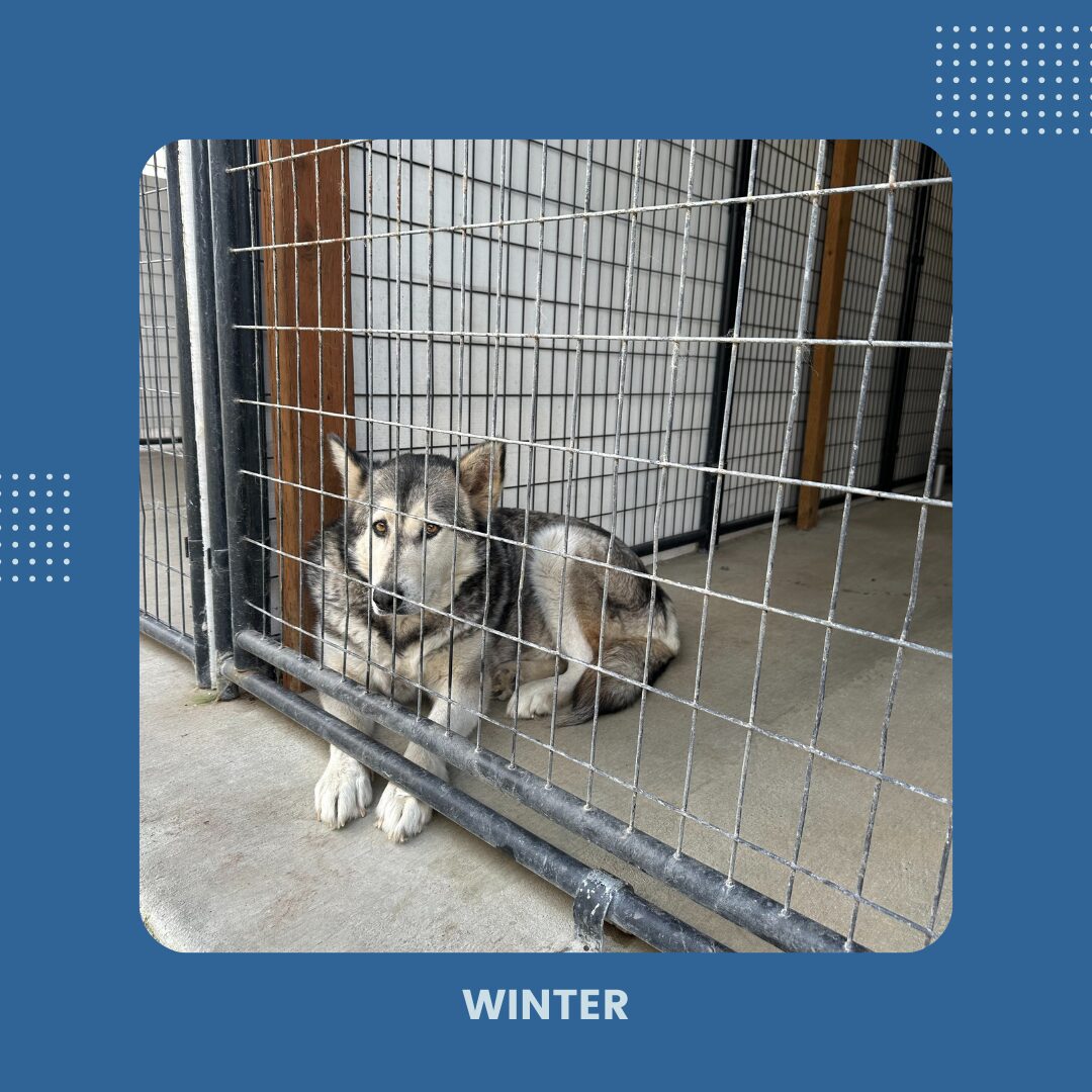 Image of Malamute Winter