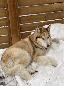 Malamute in snow