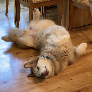 Malamute on hardwood floor