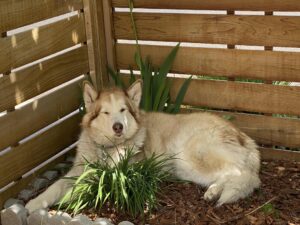 Malamute in garden
