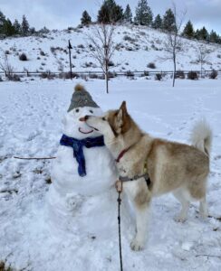 Malamute next to a snowman