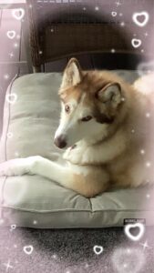 Malamute on a dog bed