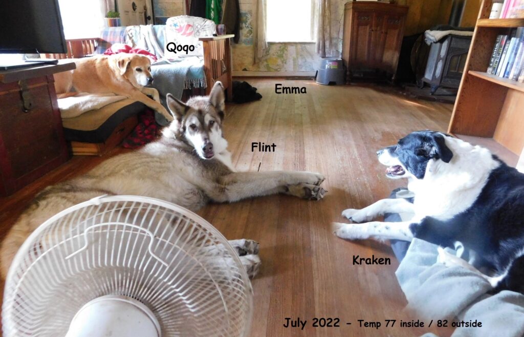Four dogs in front of a fan