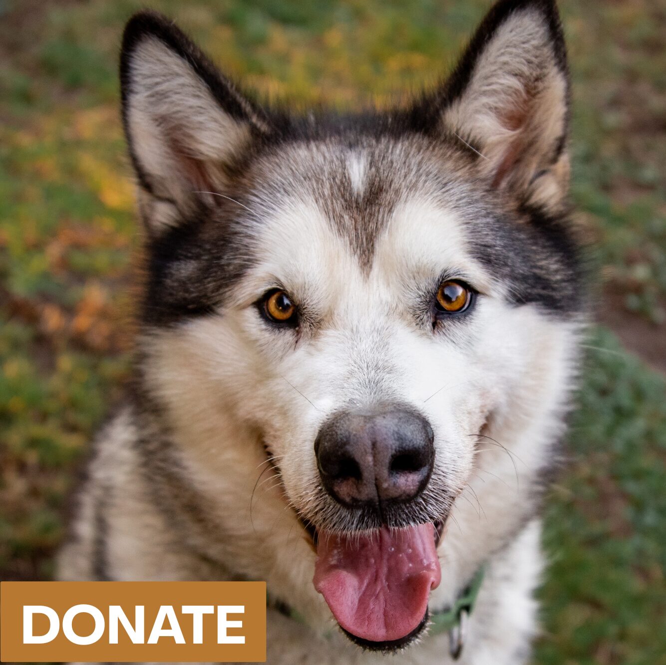 Picture of a malamute with Donate title