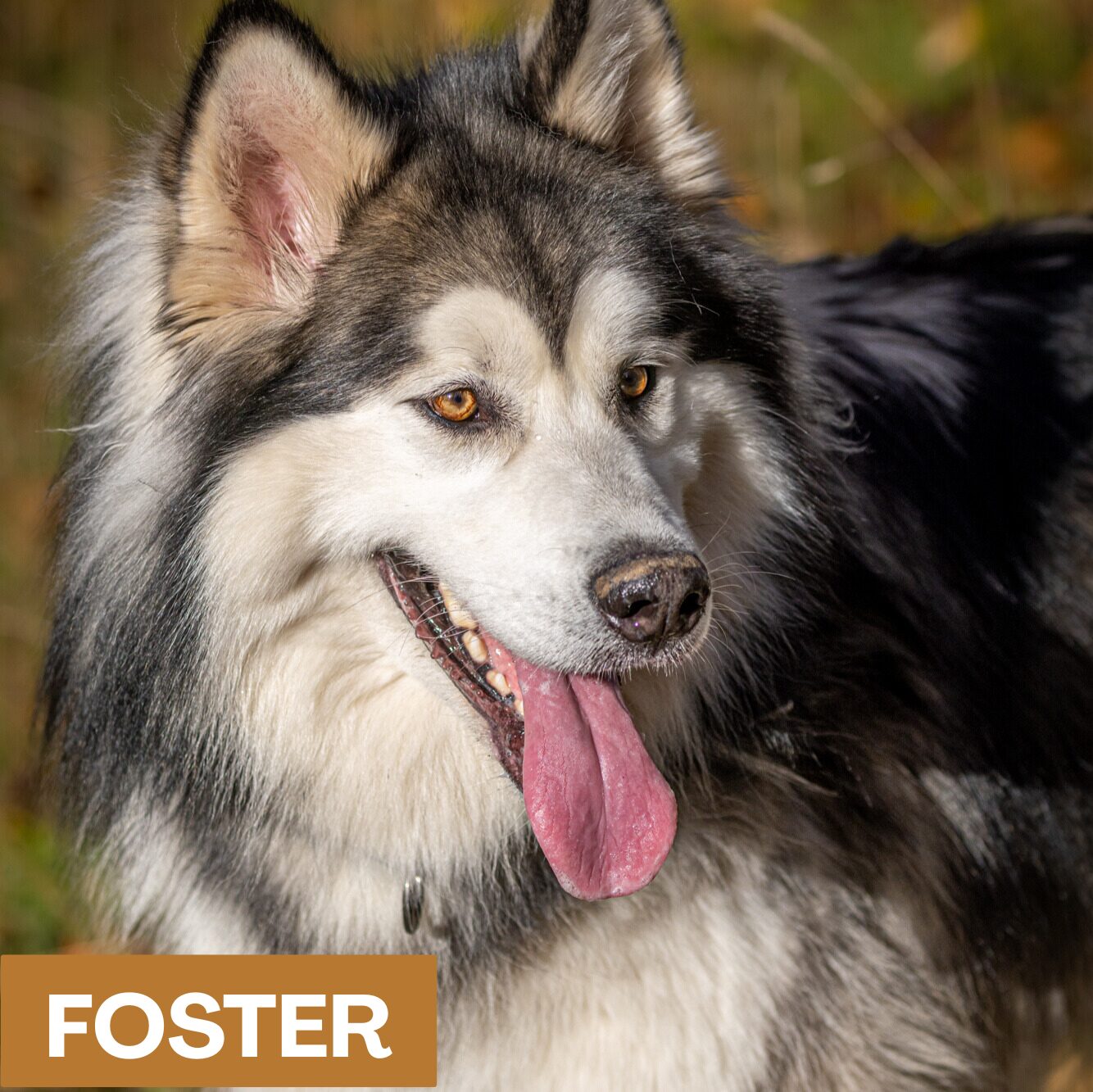 Picture of a malamute with Donate title