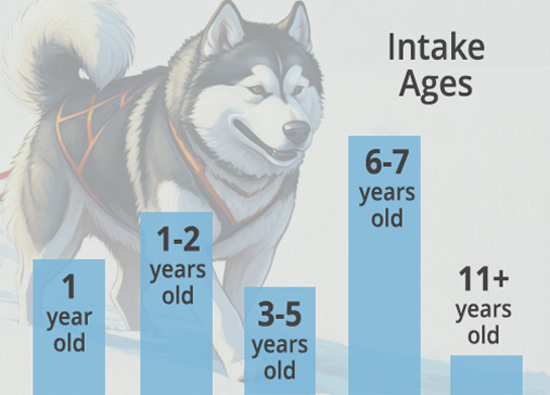 Bar chart of WAMAL 2024 rescued dog intake ages