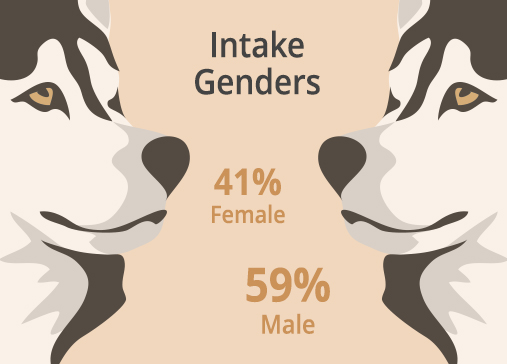 Donut chart of WAMAL 2024 rescued dog intake genders