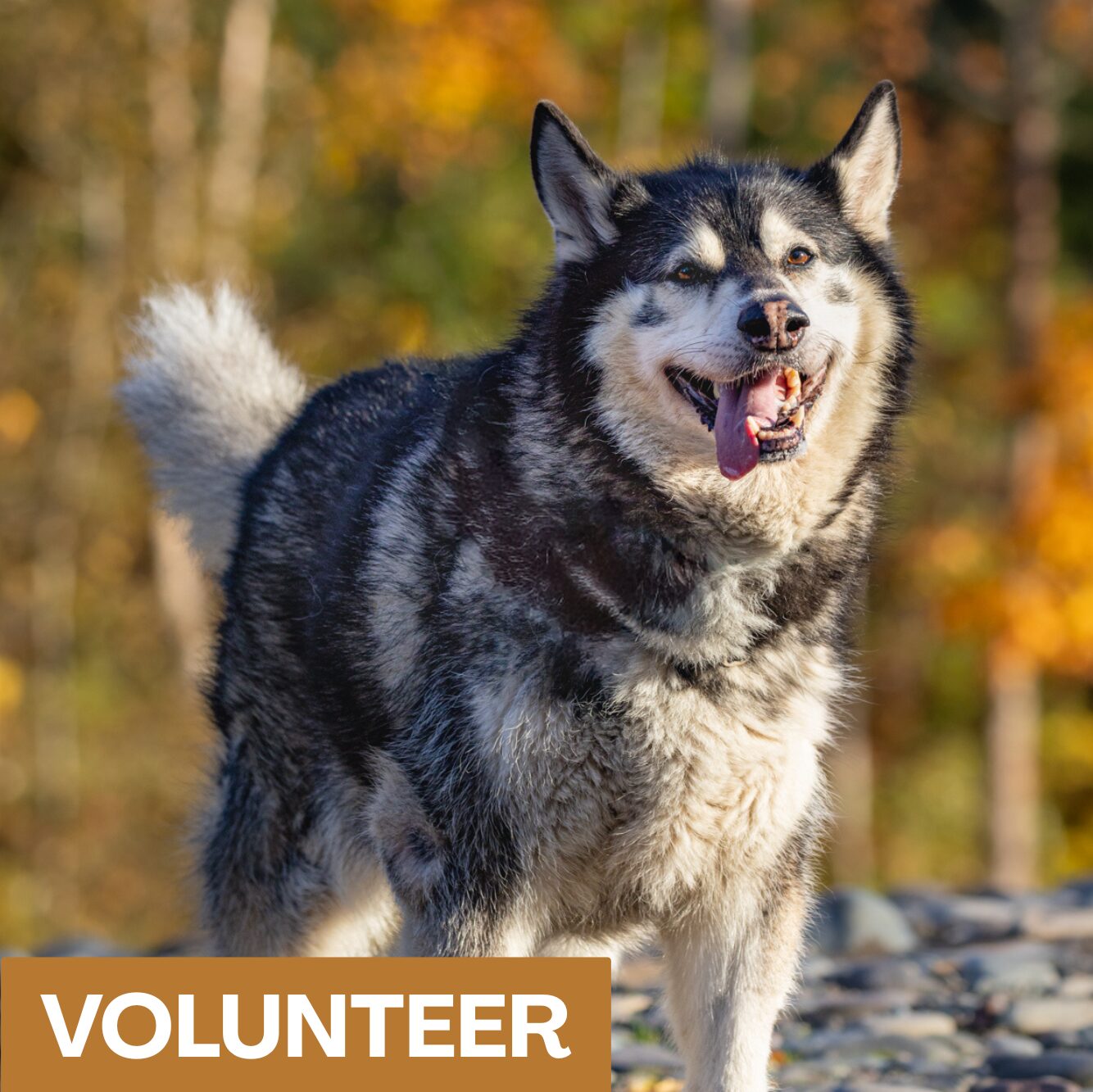 Picture of a malamute with Volunteer title